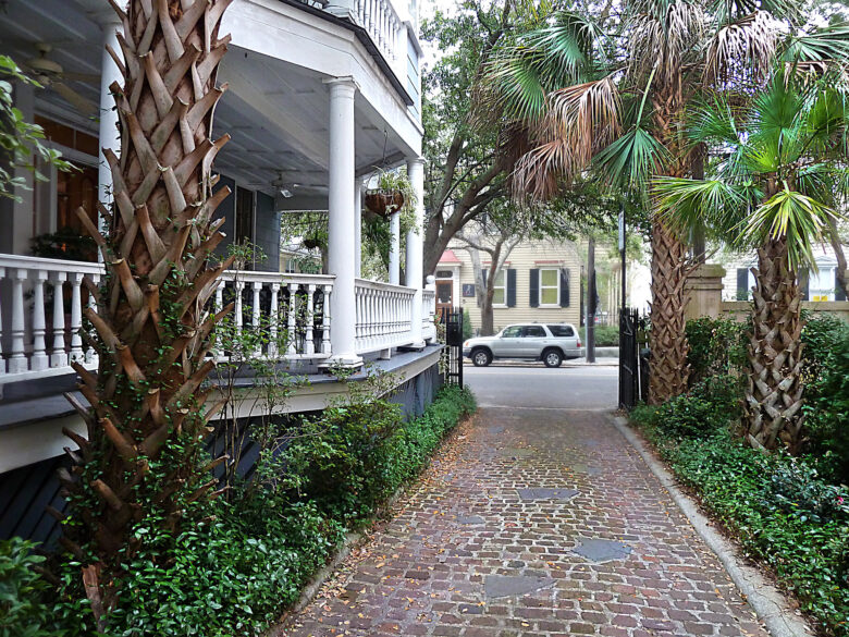 Driveway with palm trees