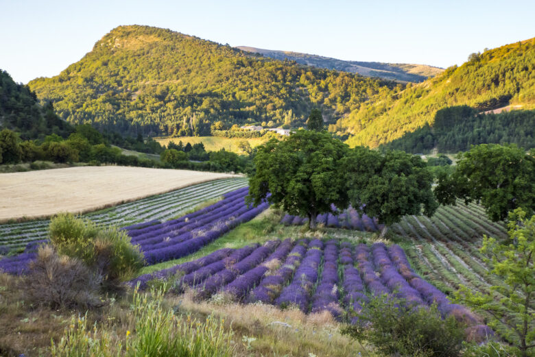 Beautiful hillscapes and lavender fields in Provence