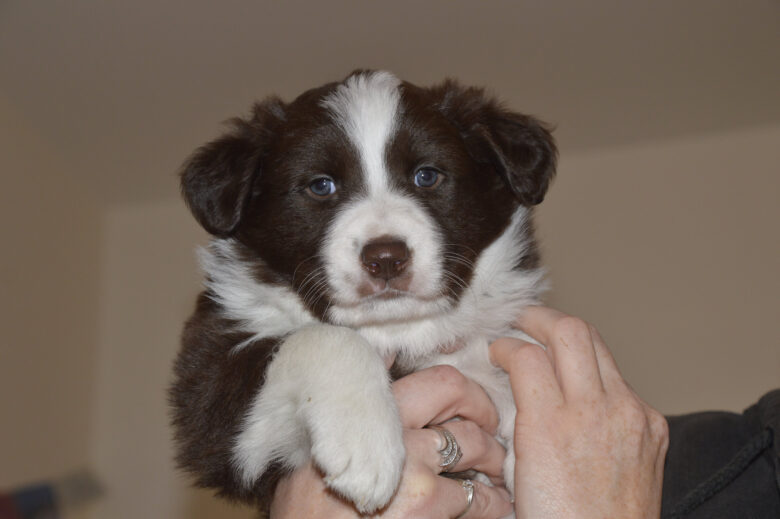 Brown and white puppy with blue eyes being held