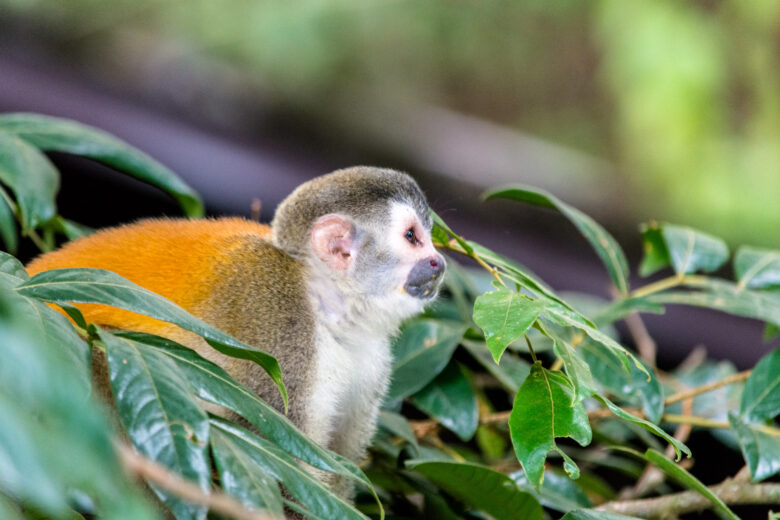 Monkey in foliage in Costa Rica