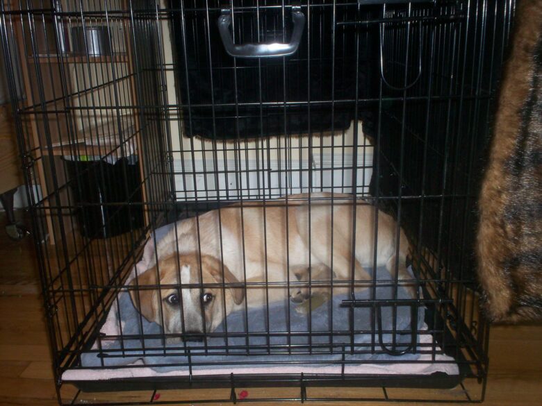 Dog in its crate