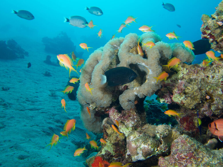 Fish that can be seen while diving in Aqaba