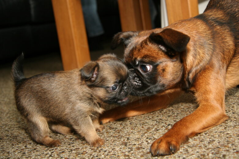 Puppy playing with an older dog