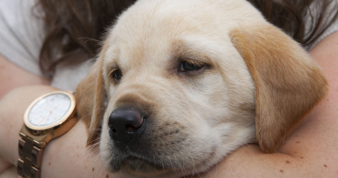 Blonde puppy being held