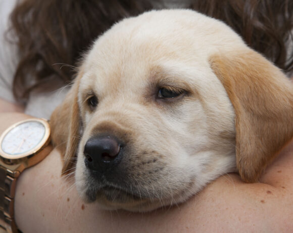 Blonde puppy being held