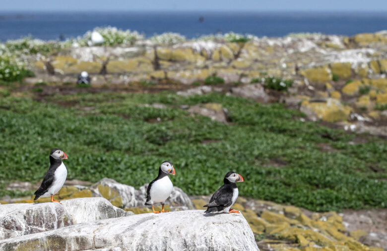 Puffins on a cliff in the Farne Islands