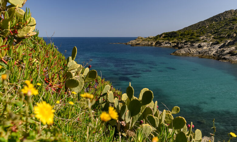 A hillside of flowers and cacti in Girona, Costa Brava