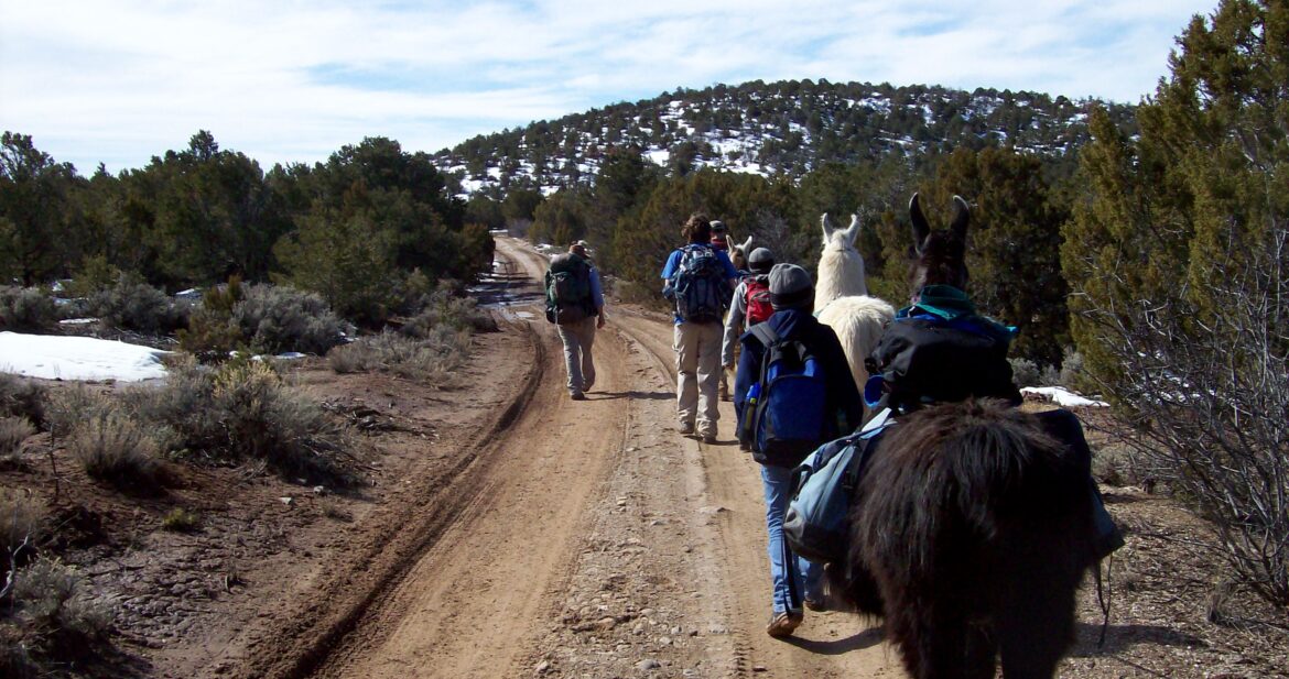 A group of people leading llamas through a mountainous landscape