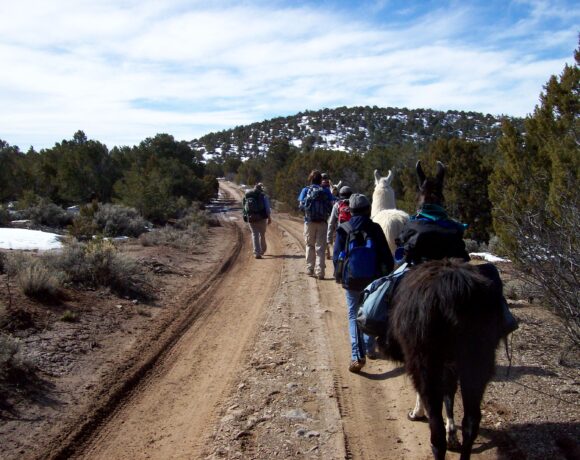 A group of people leading llamas through a mountainous landscape