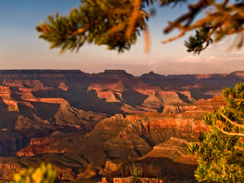 A view of the Grand Canyon at sunset though some pine trees